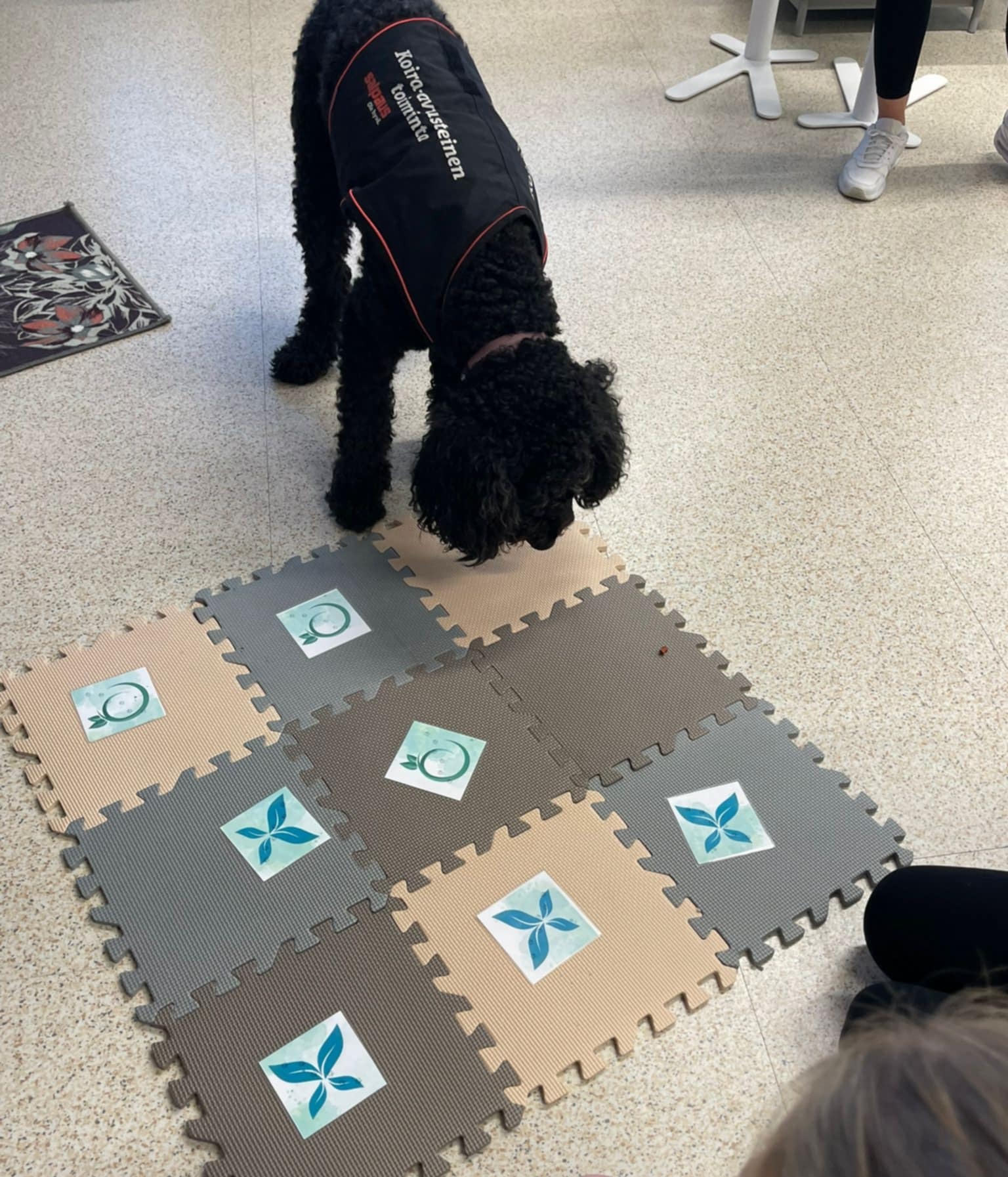 Koira-, luonto- ja taideleirillä pelataan koiran kanssa erilaisia pelejä