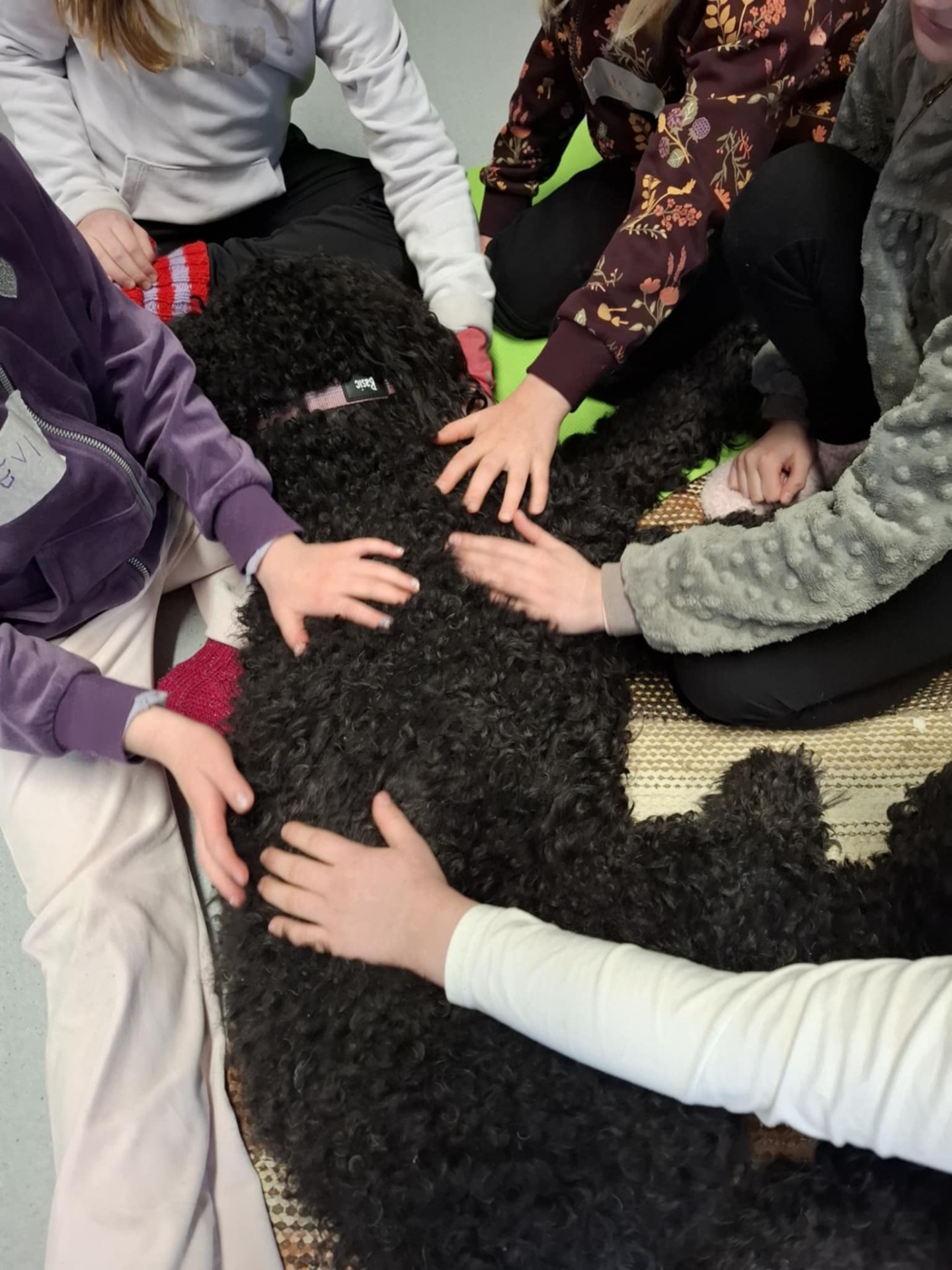 Synttäreillä, kerhoissa ja leireillä saa silitellä ja rapsutella.