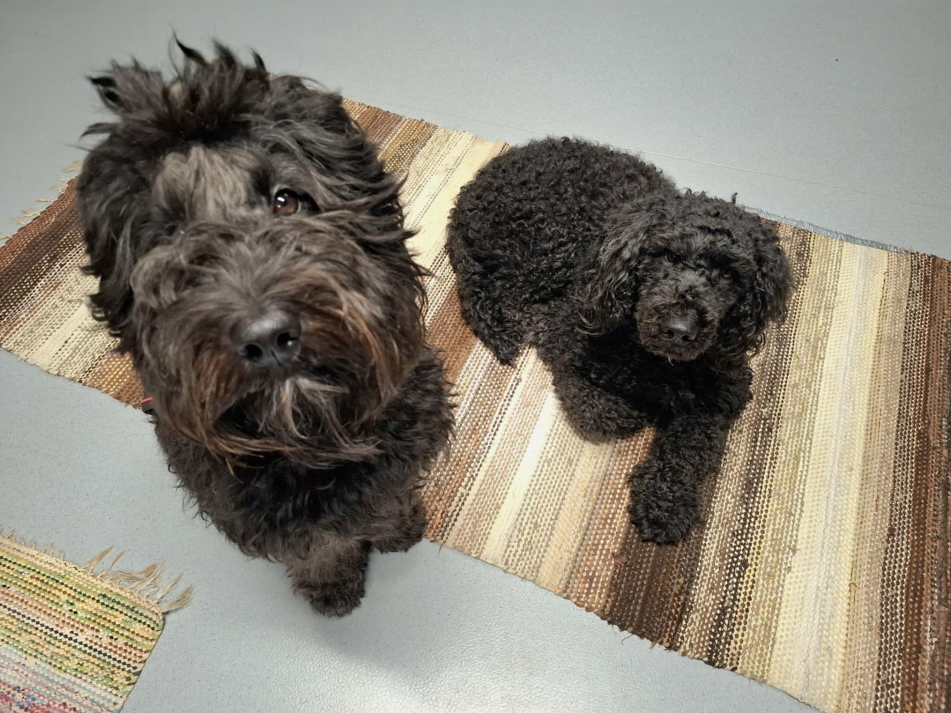 Me odotamme sinua koiraleiriläinen!